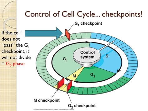 what are quality control checkpoints in your cells
